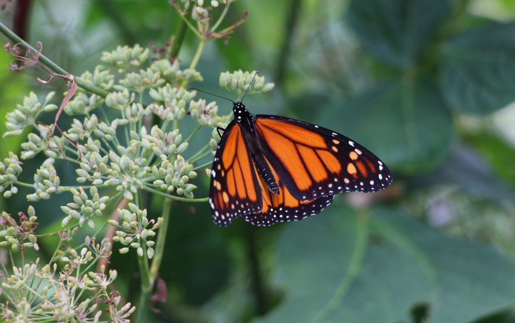 Papillon monarque en gros plan